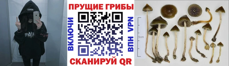 Купить  Калачинск  Псилоцибиновые грибы мицелий 